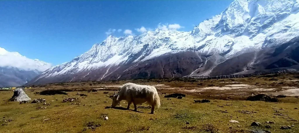 Manaslu Circuite Treks2-SheGuide Treks